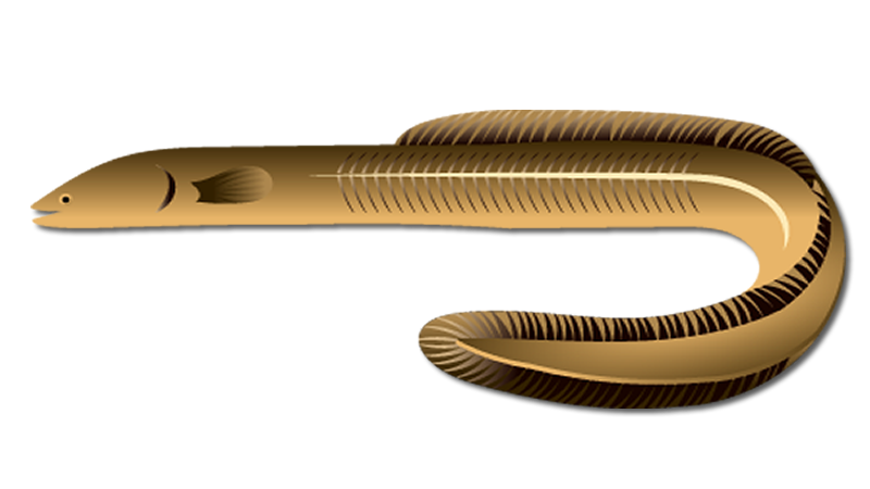 American Eel