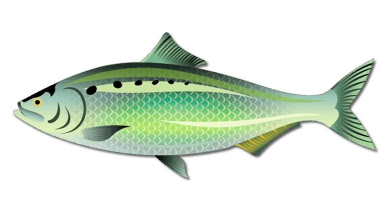 American Shad Specie