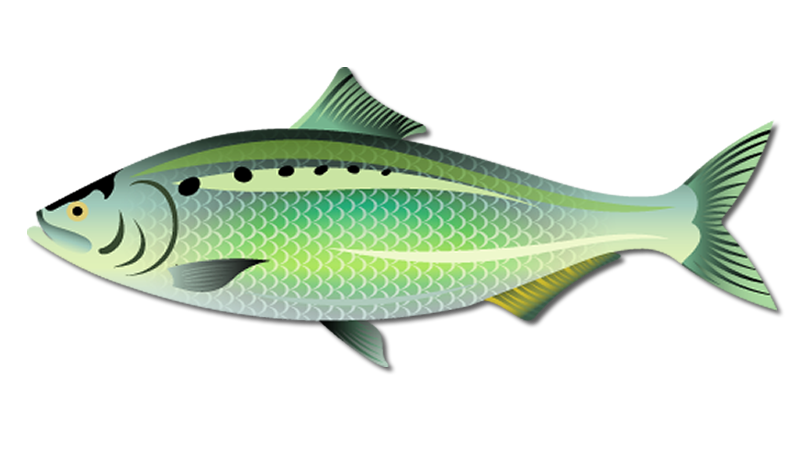 American Shad