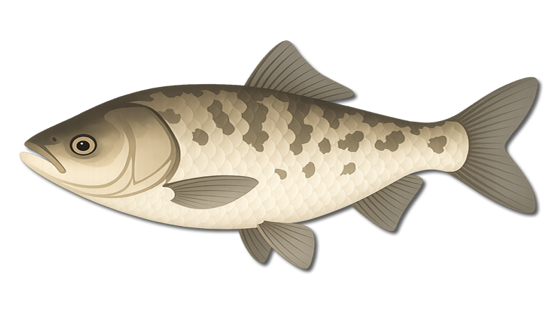 Bighead Carp