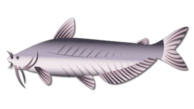 Blue Catfish