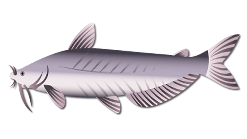 Blue Catfish