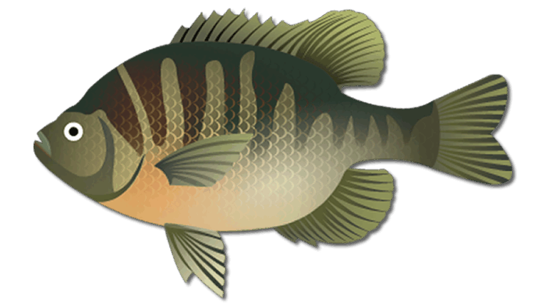Bluegill