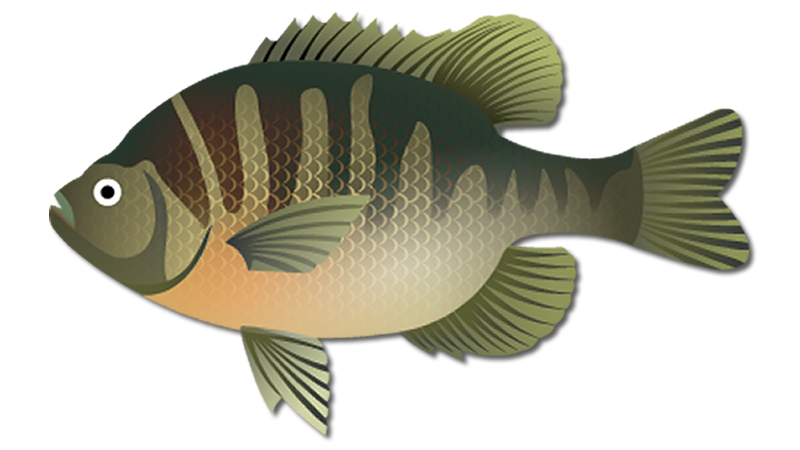 Bluegill