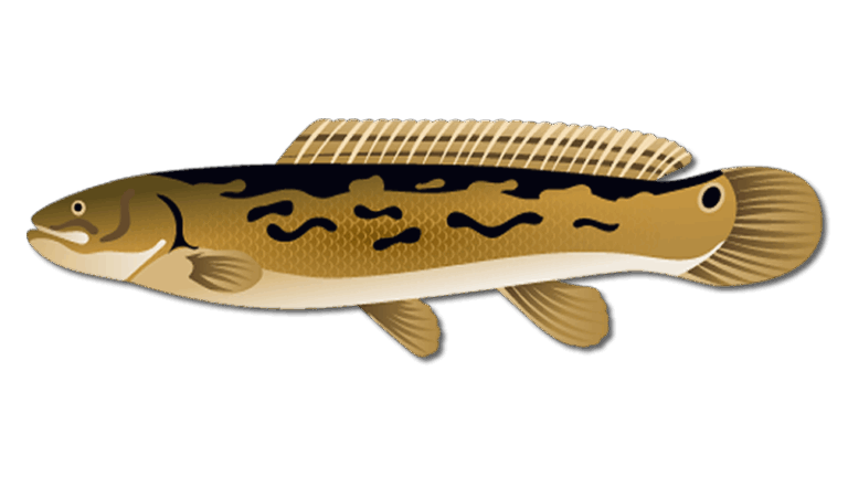 Bowfin