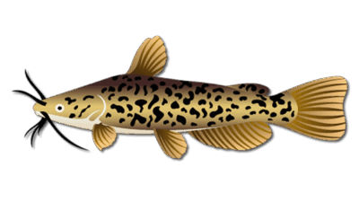 Brown Bullhead Catfish 11 Brown Bullhead Catfish