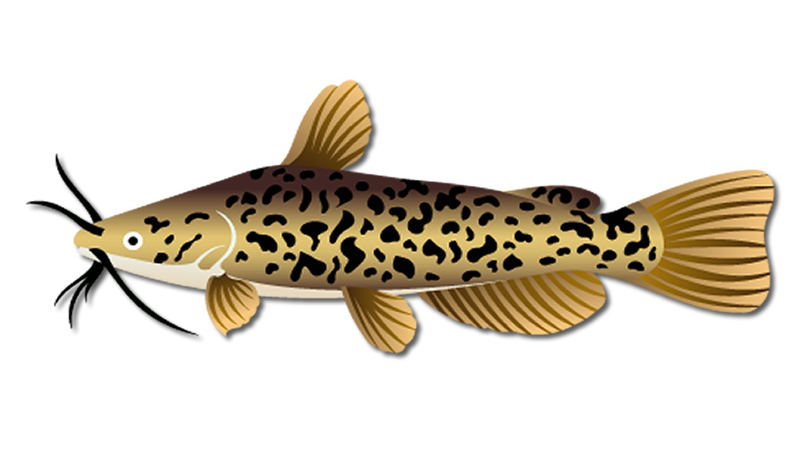 Brown Bullhead Catfish