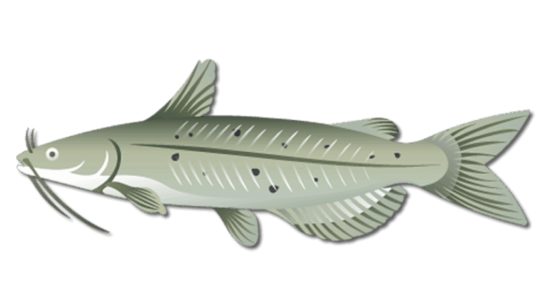 Channel Catfish