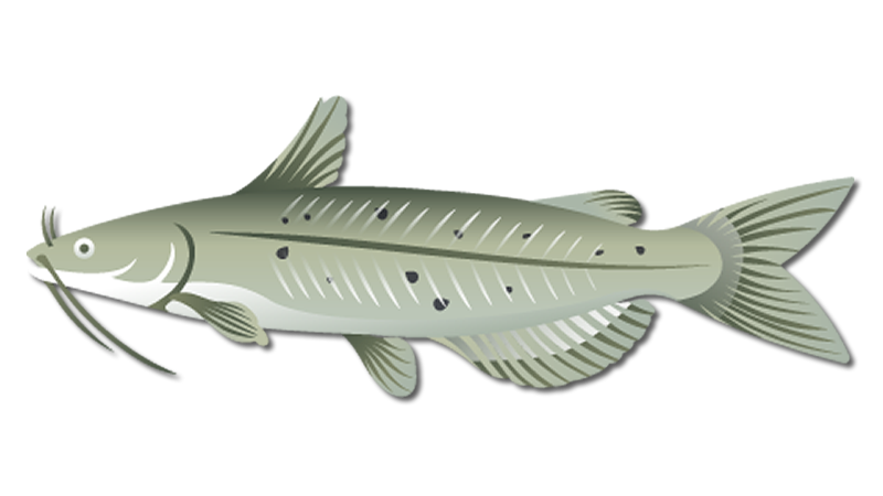 Channel Catfish