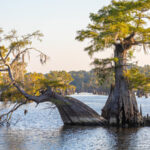 Dead Lakes thumbnail