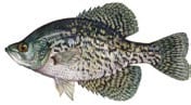 Black Crappie