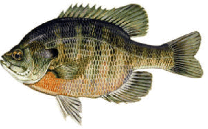 ブルーギルpanfish フロリダ州魚類