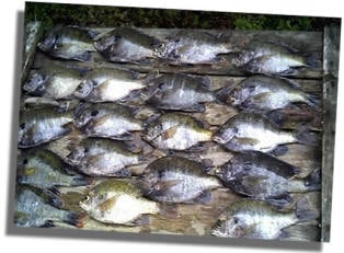 Bluegill Panfish Florida Fish Species