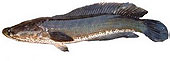 Asian Snakehead