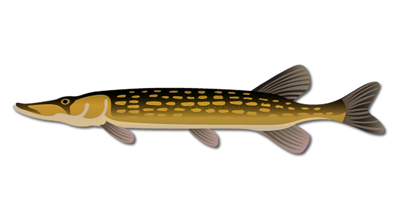 Chain Pickerel