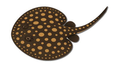 Freshwater Stingrays