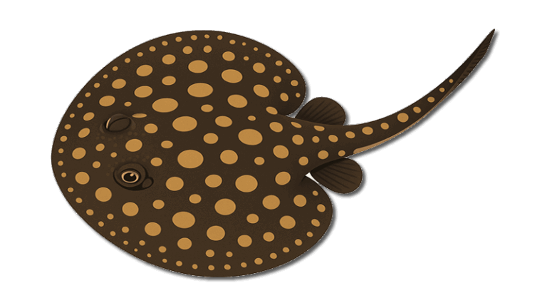 Freshwater Stingrays