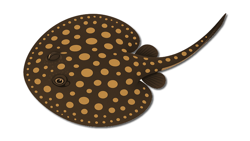 Freshwater Stingrays