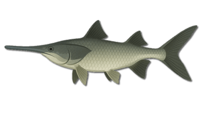 Paddlefish