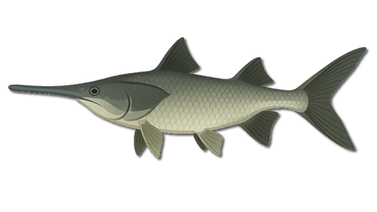 Paddlefish