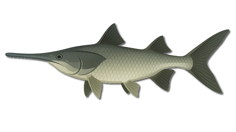 Paddlefish