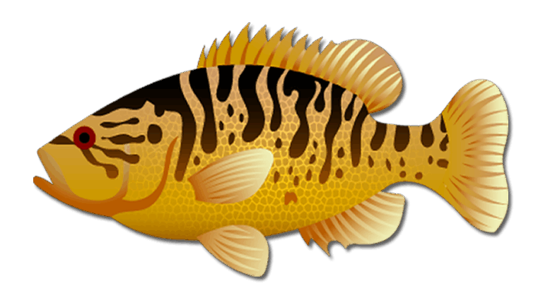 Warmouth Fish