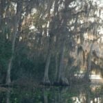 Ocala Forest Lakes thumbnail