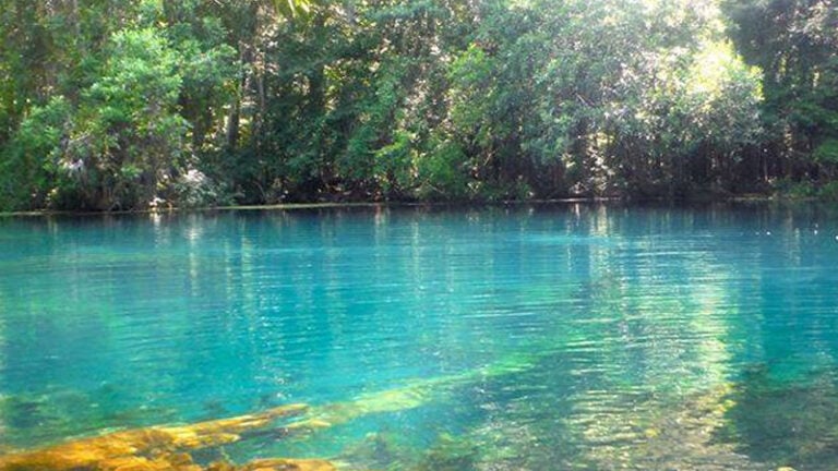 major springs feed Wacissa Springs
