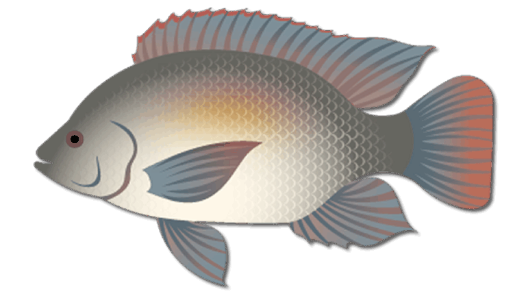 Spotted Tilapia