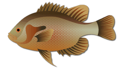 Redbreast Sunfish
