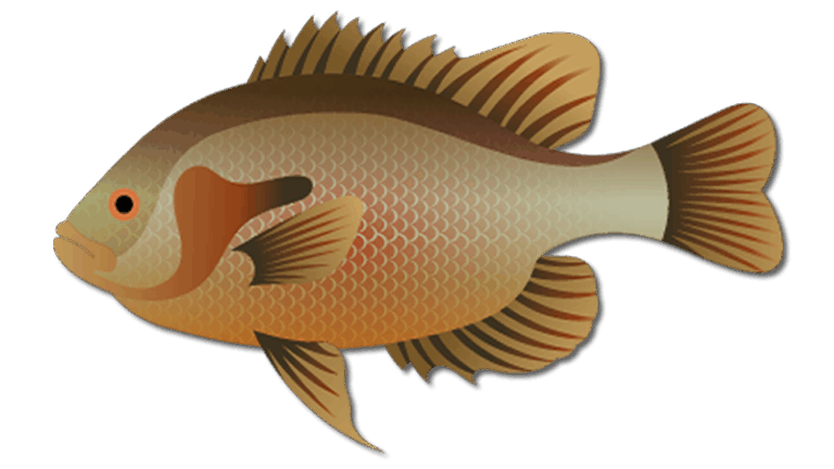 Redbreast Sunfish