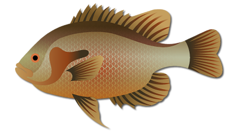 Redbreast Sunfish