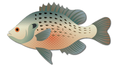 Spotted Sunfish