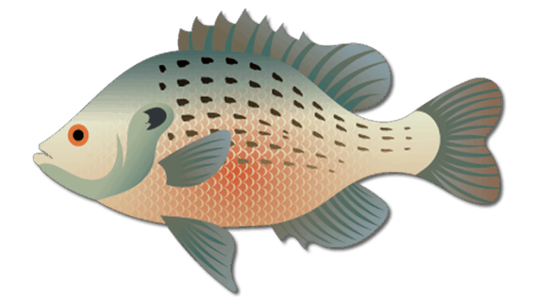 Spotted Sunfish