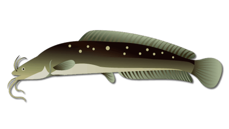 Walking Catfish 3 Walking Catfish