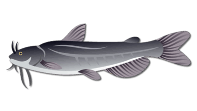 White Catfish