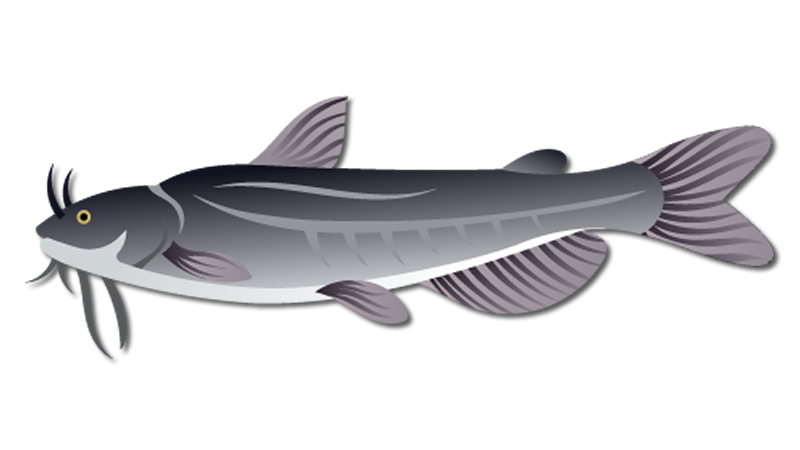 White Catfish