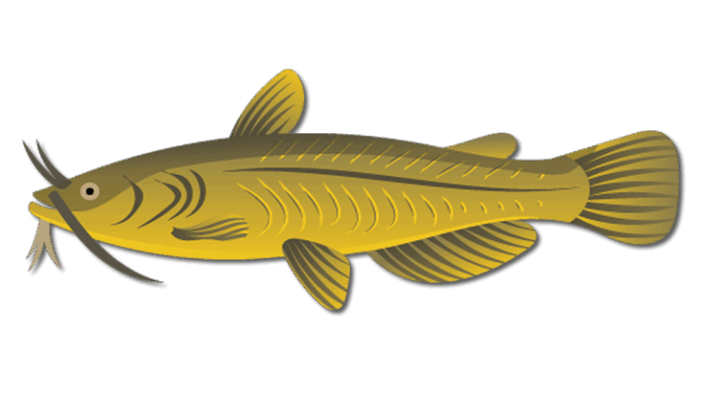 Yellow Bullhead Catfish