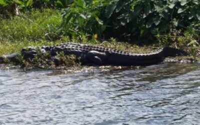 Alligator Lake