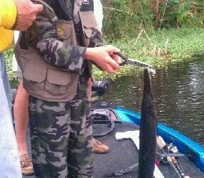 Florida Gar