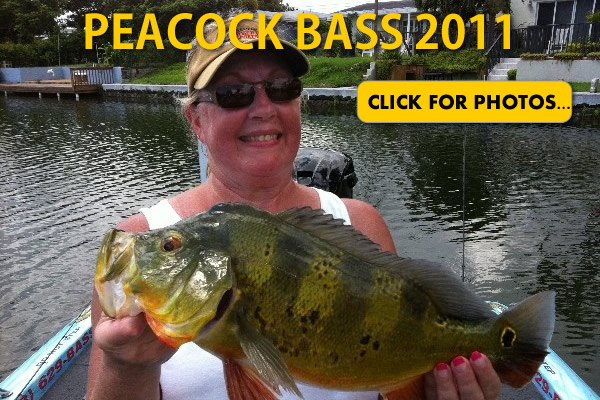 2011 Peacock Bass Pictures