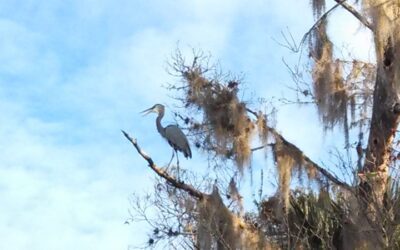 Lake Blue Cypress