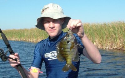Bluegill Fish