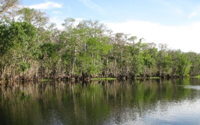 Apalachicola River Fishing
