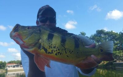 Peacock Bass Fishing At The Airport Lakes