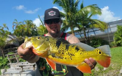 Peacock Bass Fishing At The Falls With Capt Robert