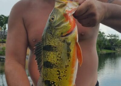 Peacock Bass Fishing in Miami