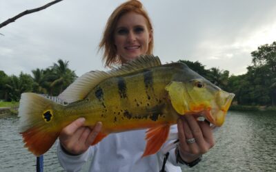 Six Pound Peacock At the Blue Lagoon