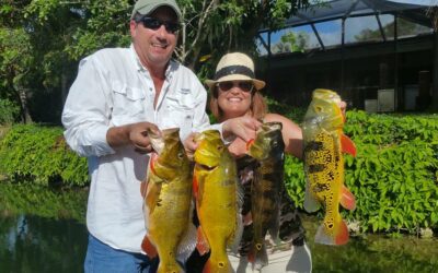 Peacock Bass Fishing in Miami Florida
