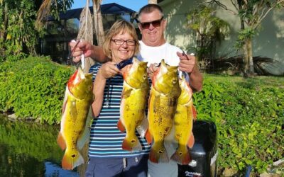 Miami Peacock Bass Fishing With Capt Robert